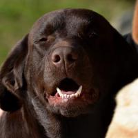 Portrait de Tara.