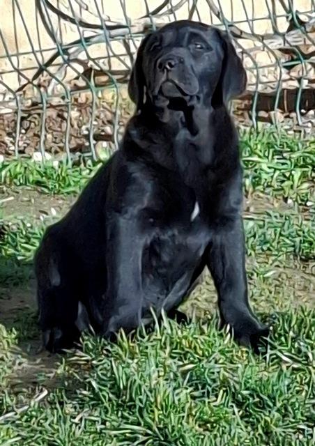 Willow 2,5 mois