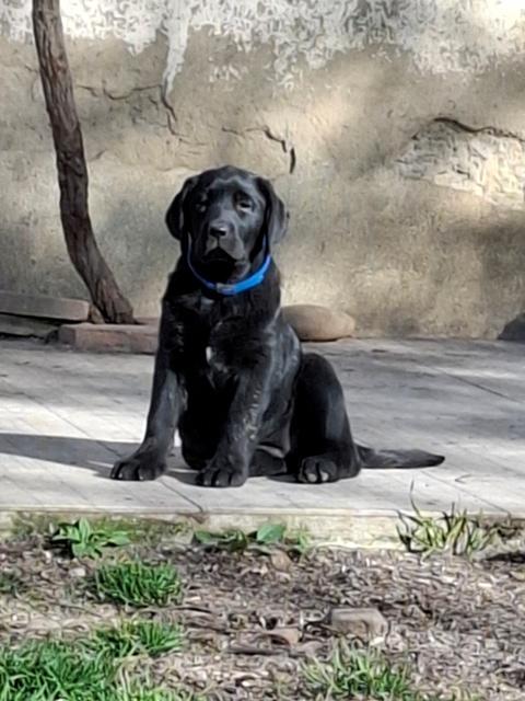 Willow 2,5 mois