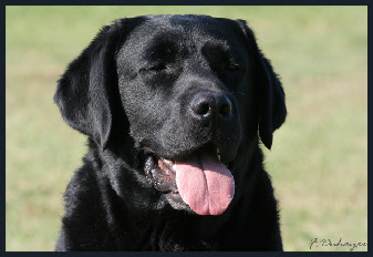 Labrador Retriever vainqueur Nationale d'Elevage