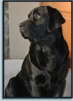 Labrador Retriever mâle noir - Chili