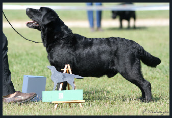 Labrador Retriever vainqueur Nationale d'Elevage