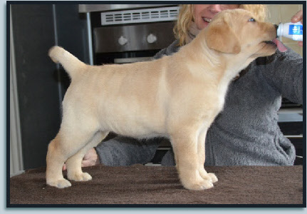 Chiot Labrador Retriever femelle sable